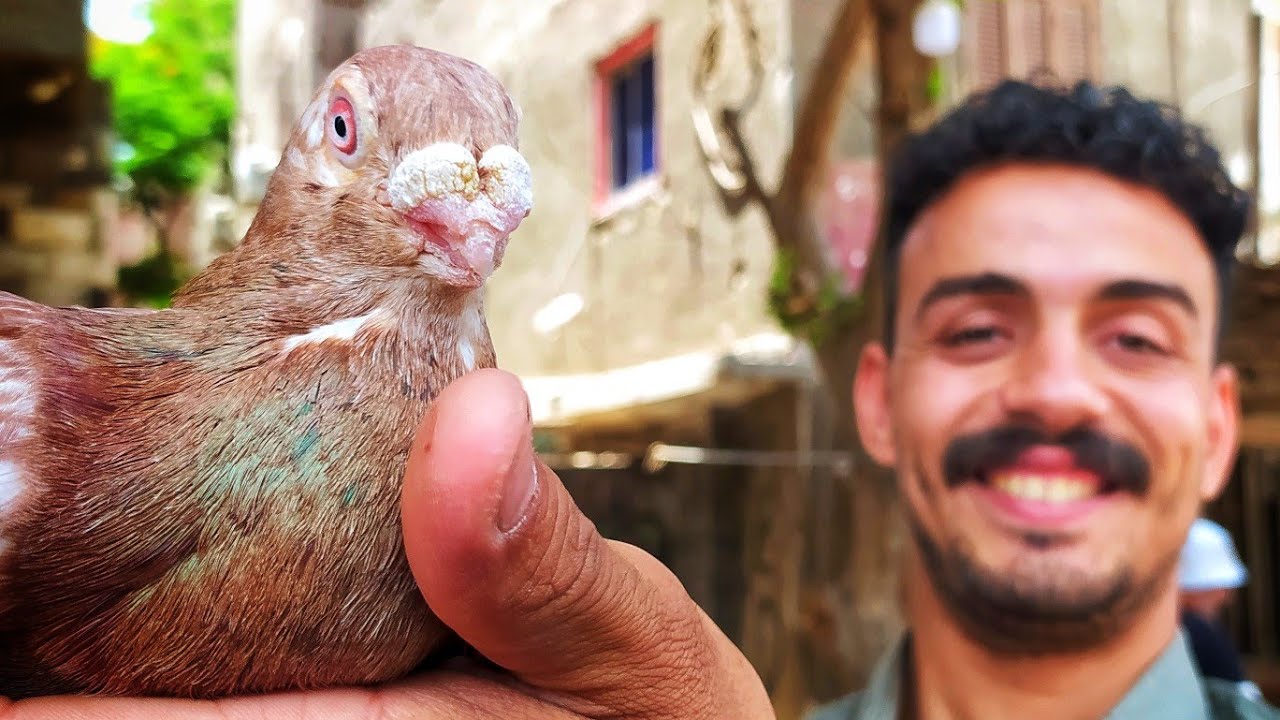من سوق الأحد بالسيده عائشه 👌 رجعنالكم تانى بفرجه وأسعار الحمام 💥🕊️ الموافق١/٦/٢٠٢٥