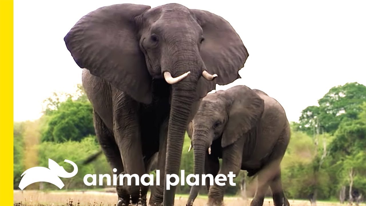 Imposing Elephants and Blood Sucking Vampire Bats