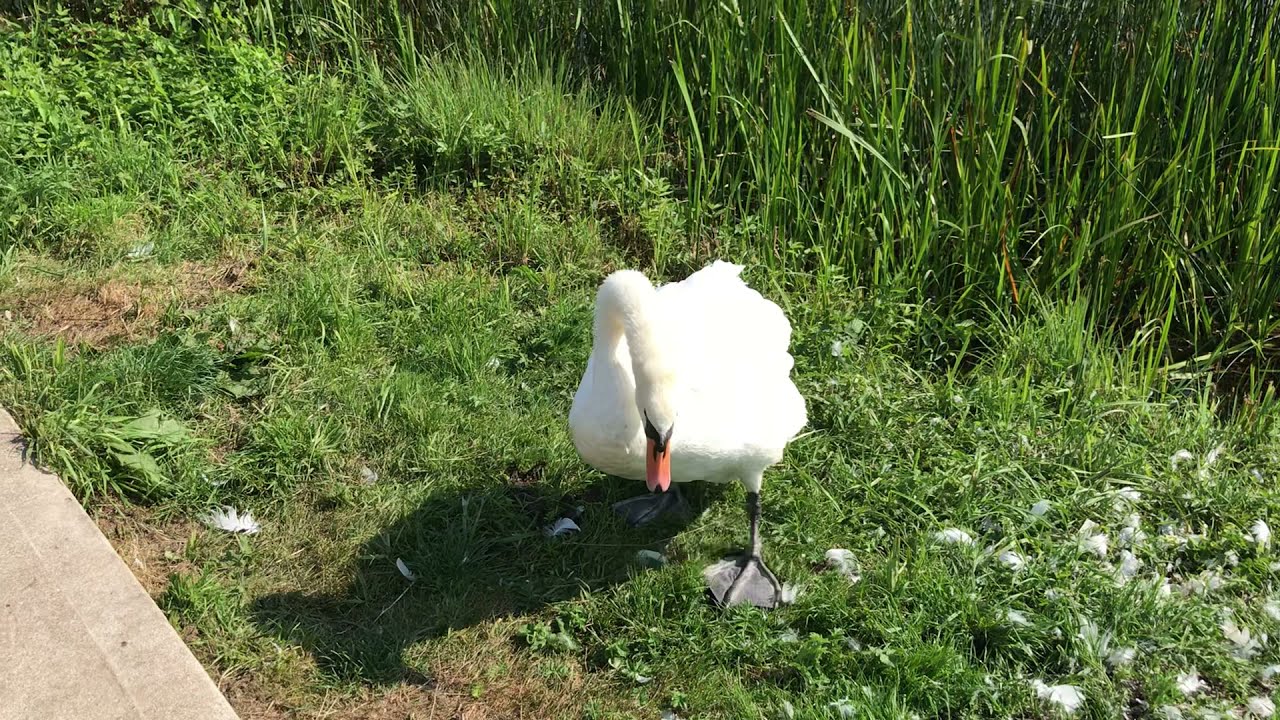 Leven Canal:A Walk from Carr Lane, Leven to Sandholme Lane (and a Hissing Swan!)