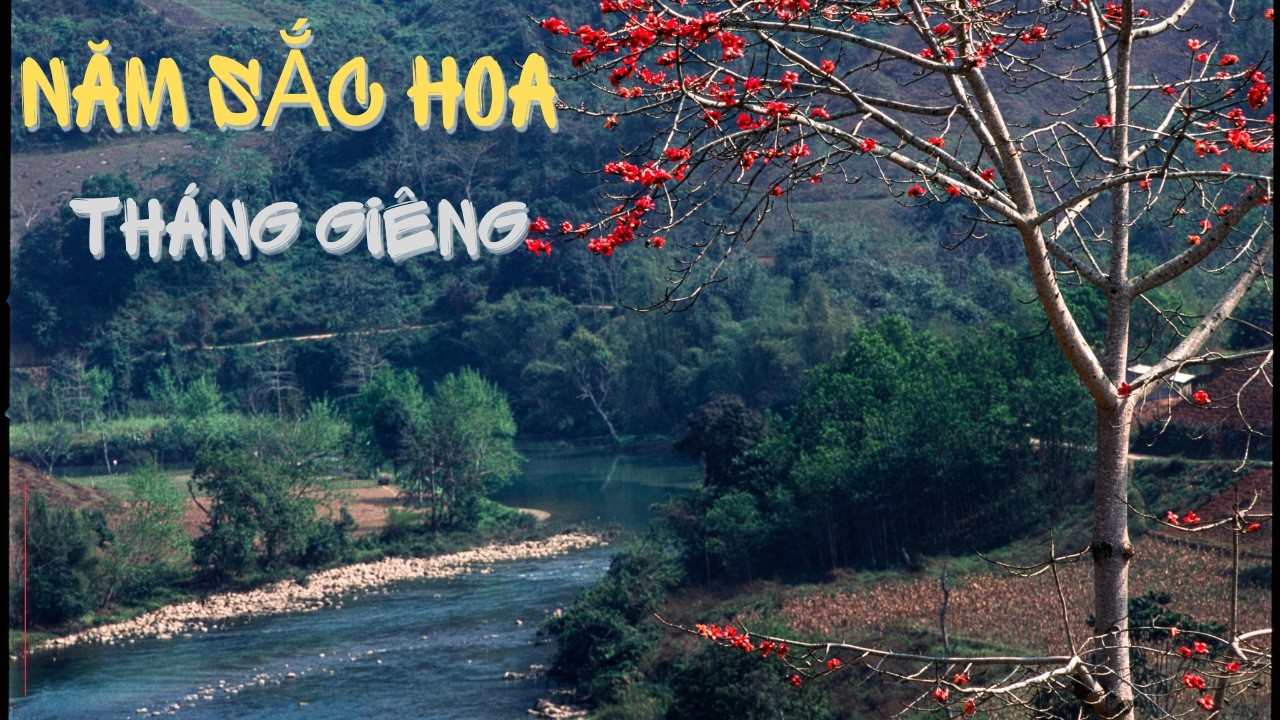 VẺ ĐẸP RỰC RỠ CỦA THÁNG GIÊNG MIỀN BẮC QUA CÁC LOÀI HOA
