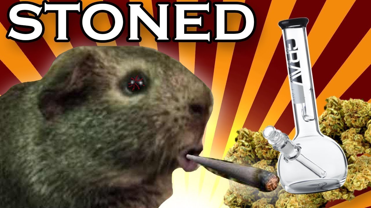 STONED GUINEA PIG!!! (REUPLOAD)