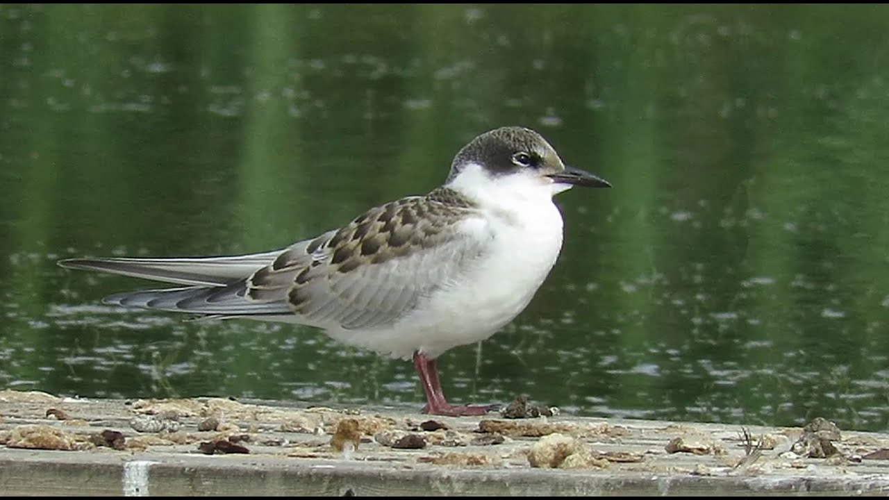 Juvenile Whiskered Tern - Chlidonias hybrida - Fumarel cariblanco - witwangstern / El Hondo &ndash; Spain