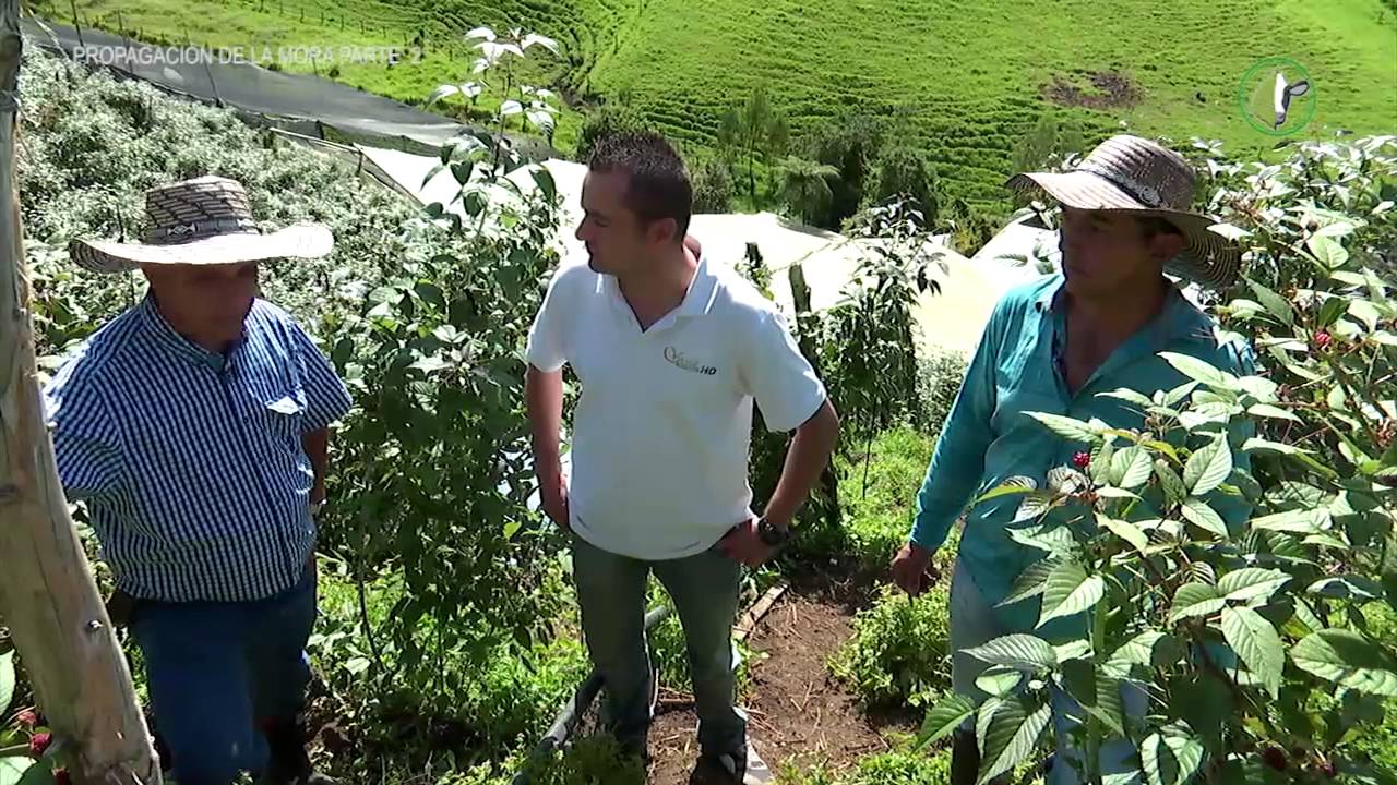Desafió Agropecuario Propagación de la MORA PARTE 2