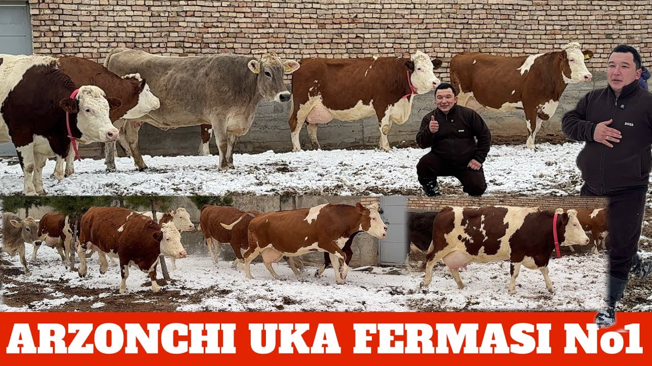 ARZONCHI UKA FERMASI SHVET SIMENTAL RASISKIY 35/50 LITR SUTGA TONNALIK SIGIRLA SOTILADI