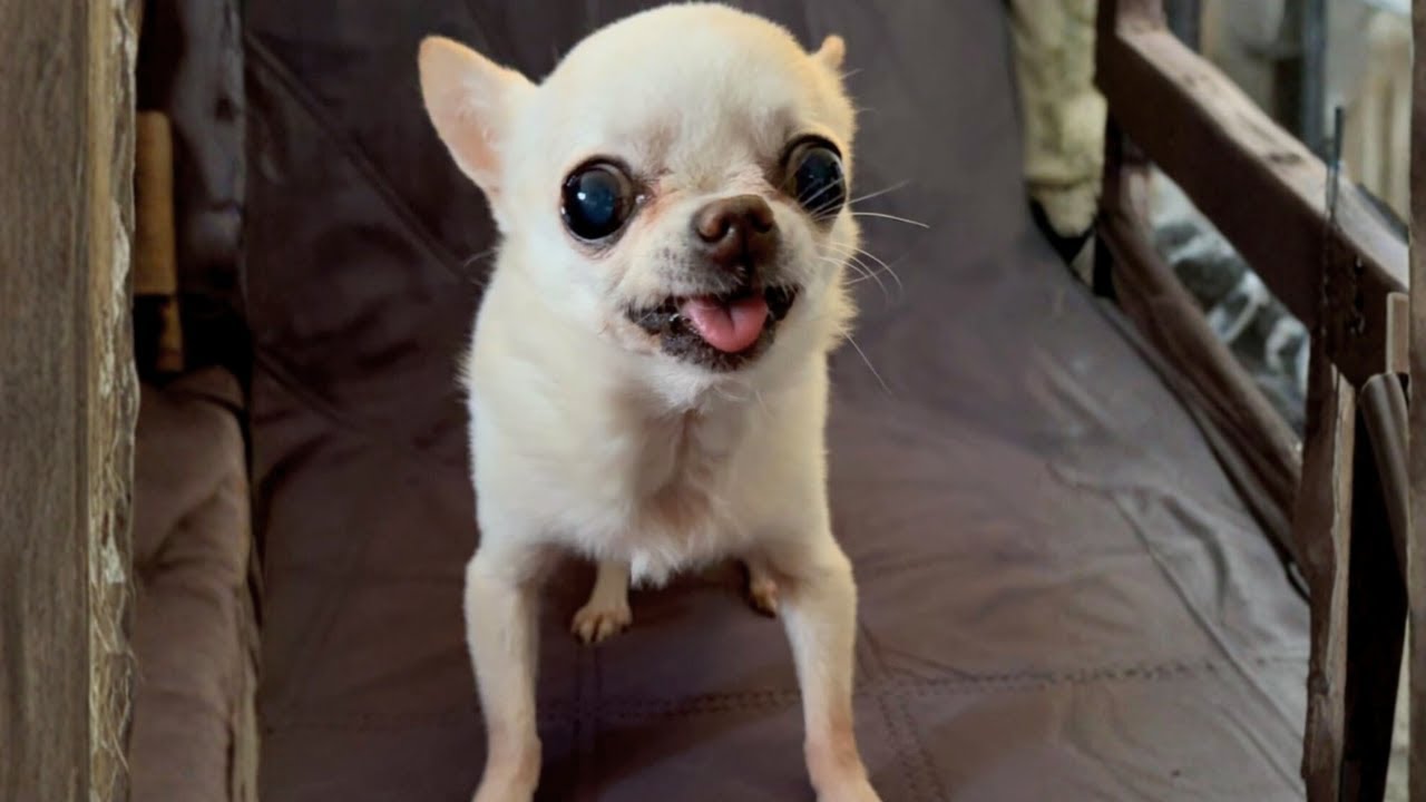 She Stayed Forever: The Tiny Dog Who Quietly Changed My Life