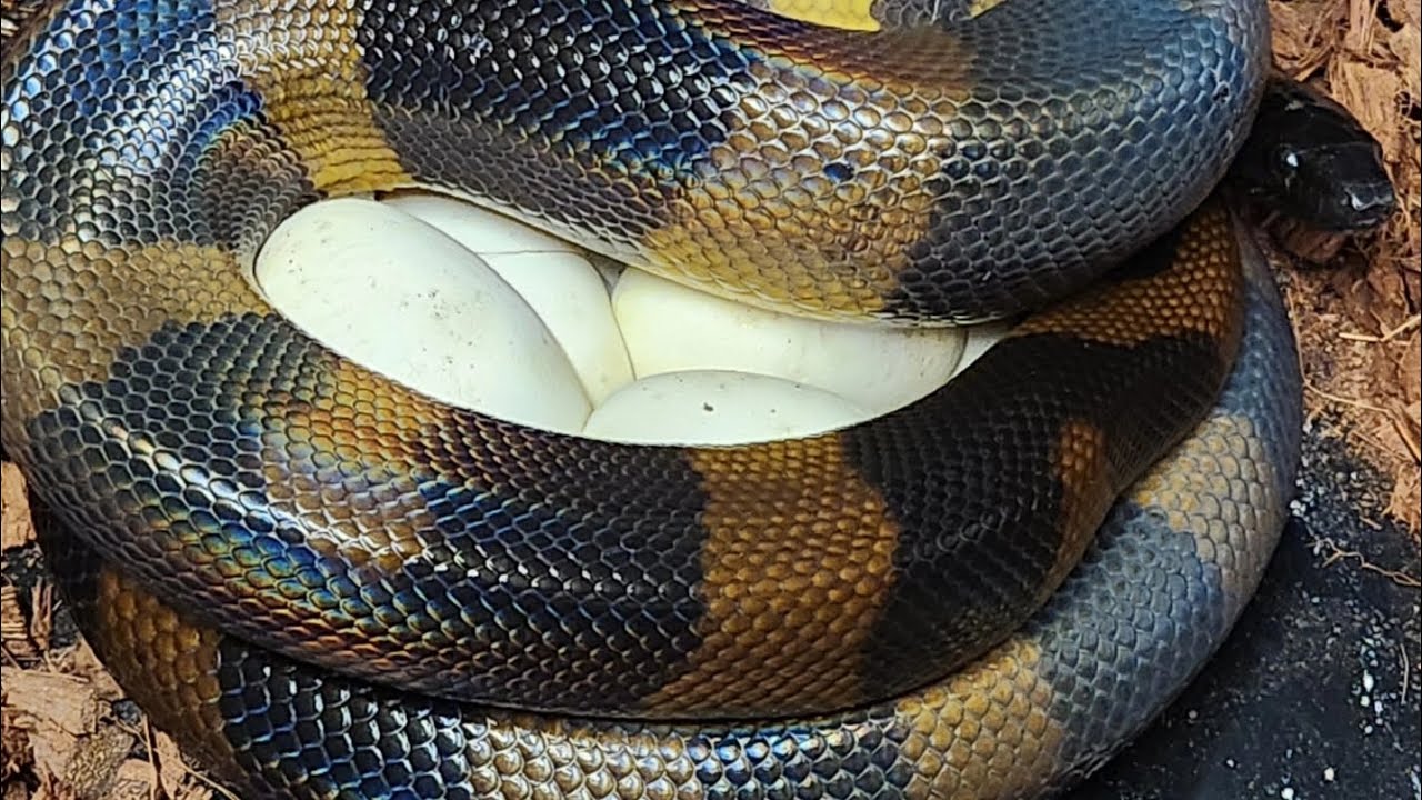 Bismarck Ringed Python laid eggs! Bothrochilus Boa