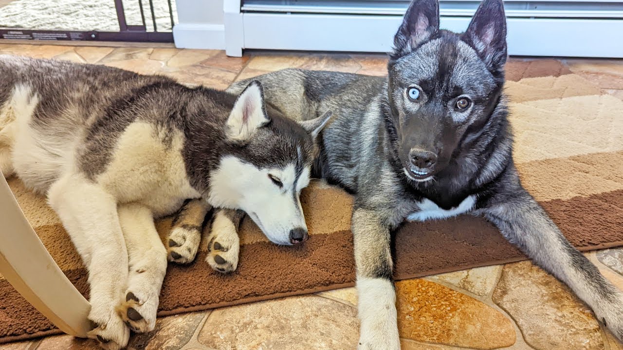 Kira is Snuggling The Puppy!