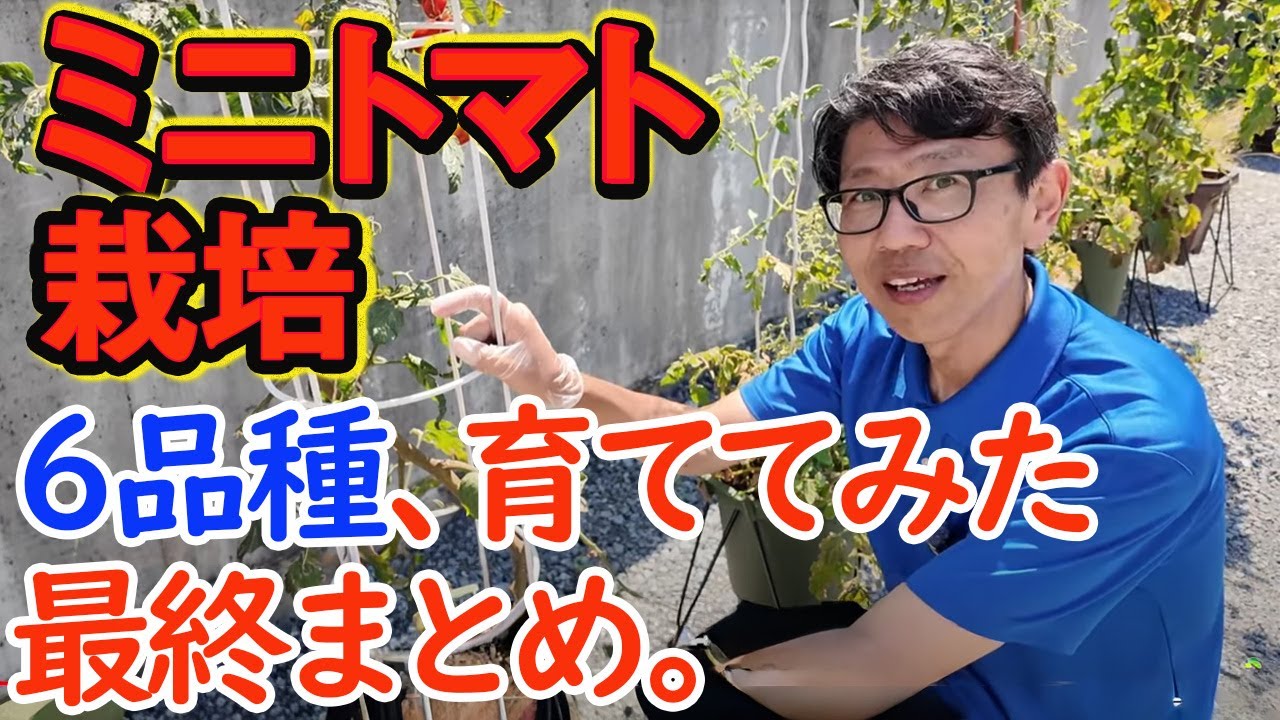 【ミニトマト栽培】色んな品種と仕立て方を試した、最終まとめ
