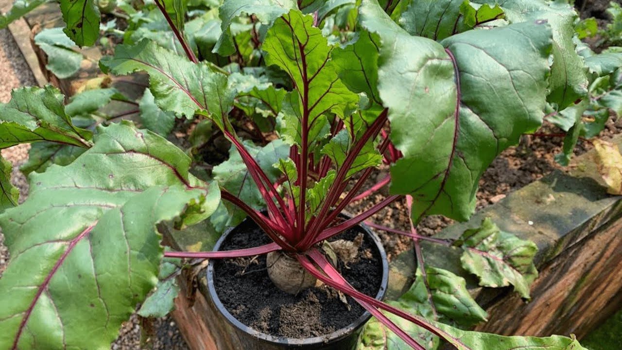 Beterraba Orgânica | Como Cultivar em Vaso na Horta em Casa