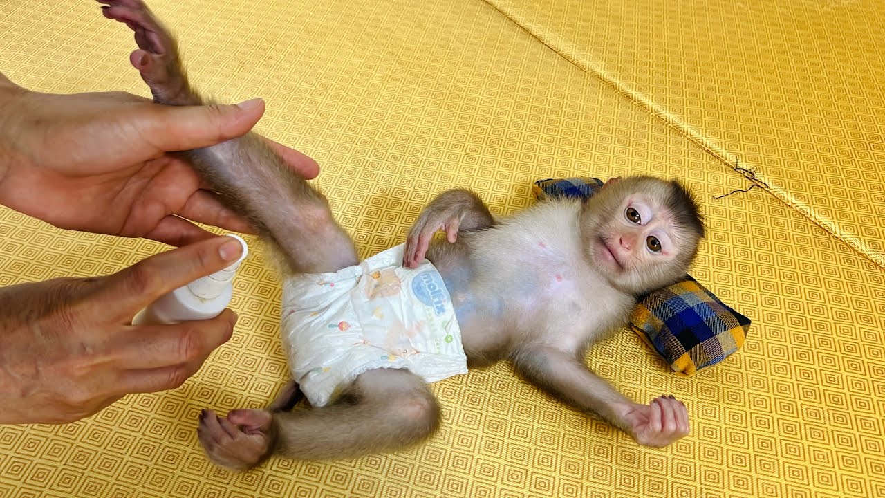 Tina the monkey's leg was injured and her mother took care of Tina with all her love.