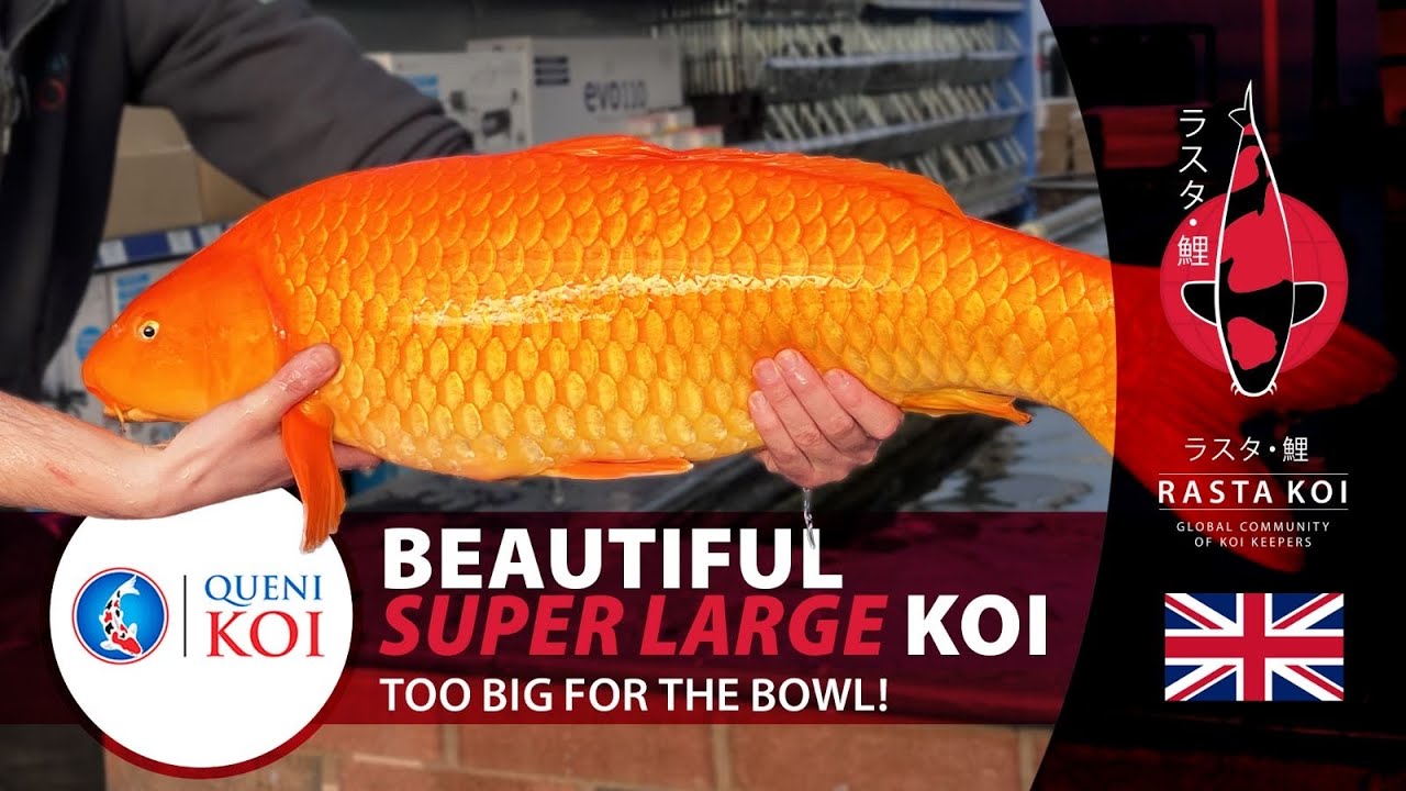 Beautiful Super Large Koi TO BIG FOR THE BOWL!! Leicestershire, UK - View in Stunning 4K
