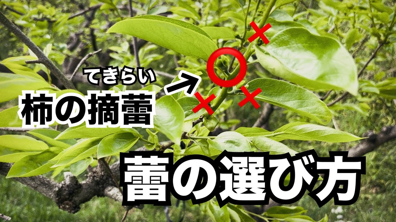 柿の摘蕾講座②蕾の選び方