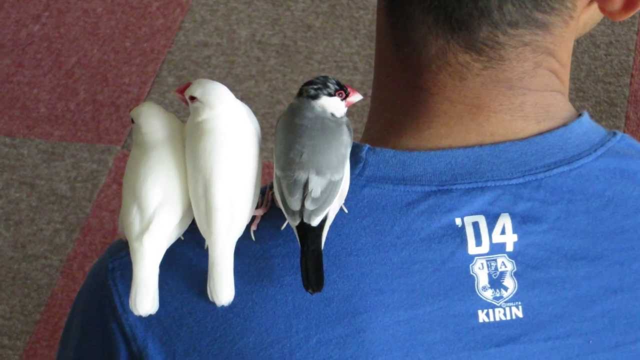 文鳥の「どこでも一緒」