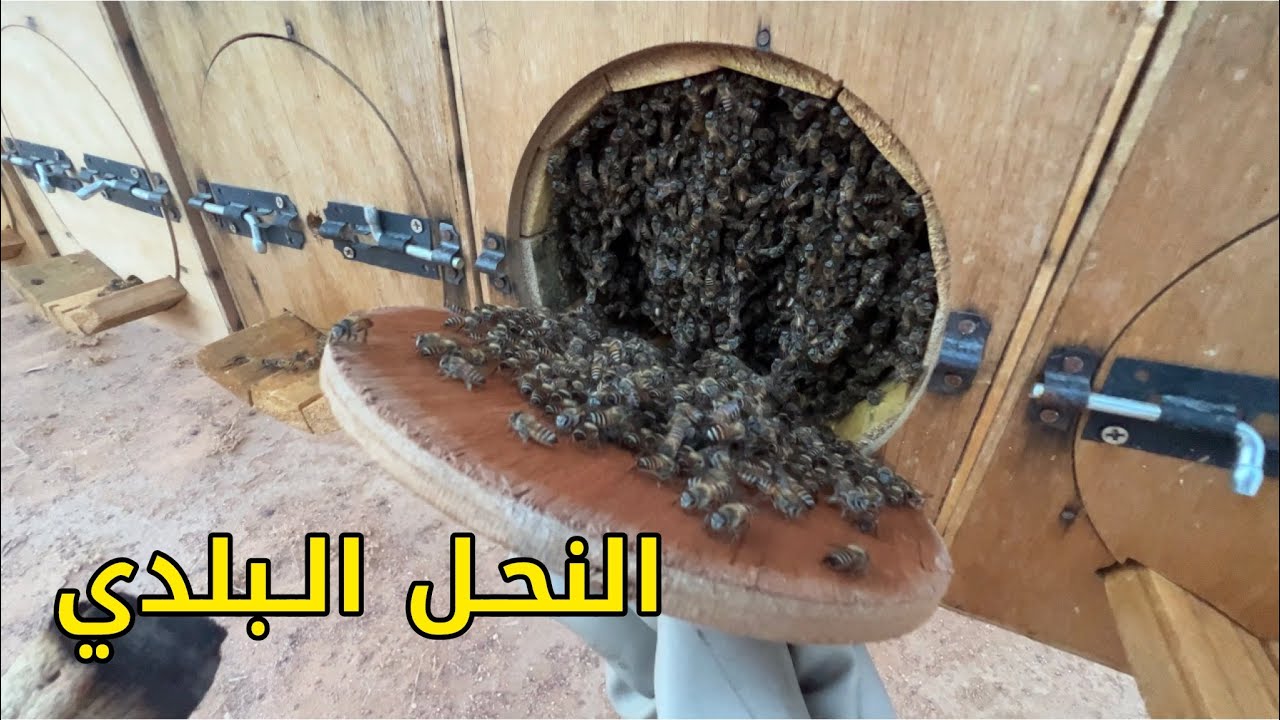 نحال سعودي 11 - شراء النحل البلدي