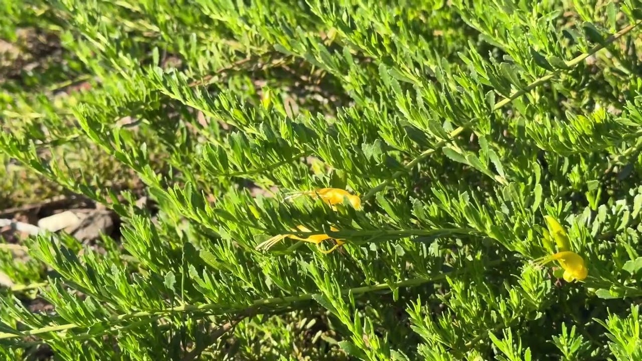 AZ Plant Reviews - Outback Sunrise Emu (Eremophila glabra ‘Mingenew Gold’)