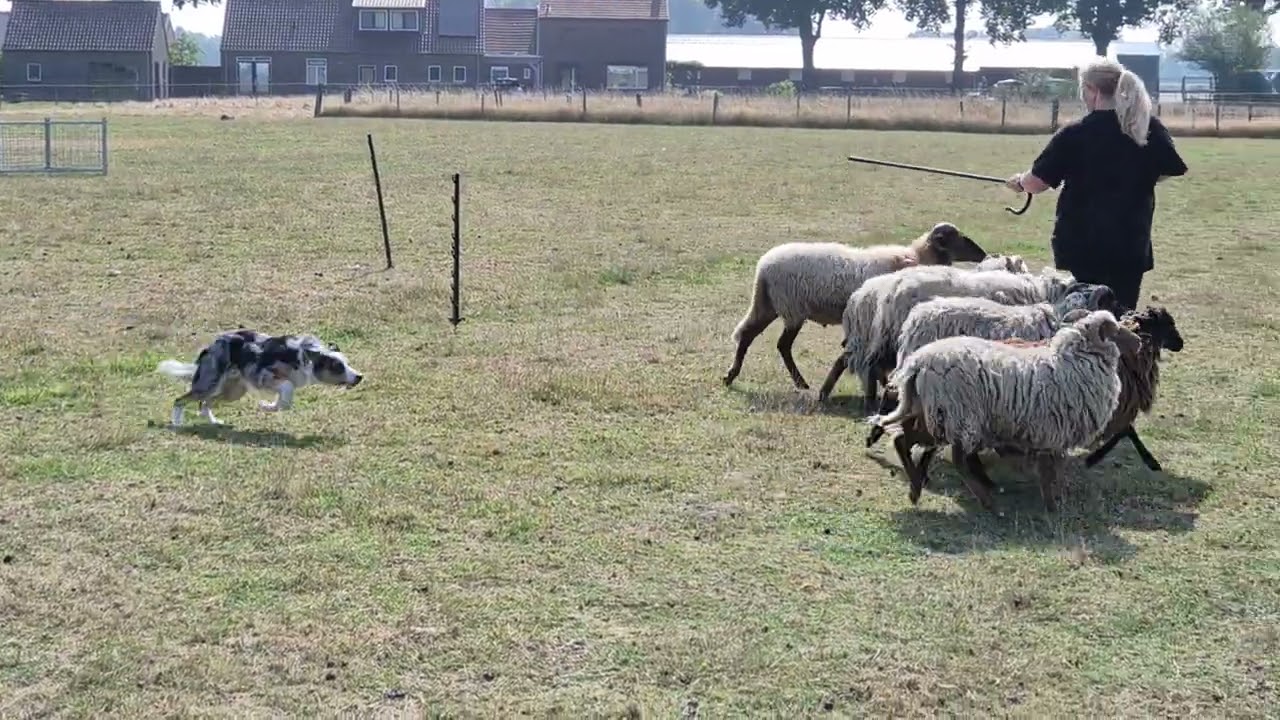 2025-08-09 Buckley bij de schapen (uit de pen en over de brug)