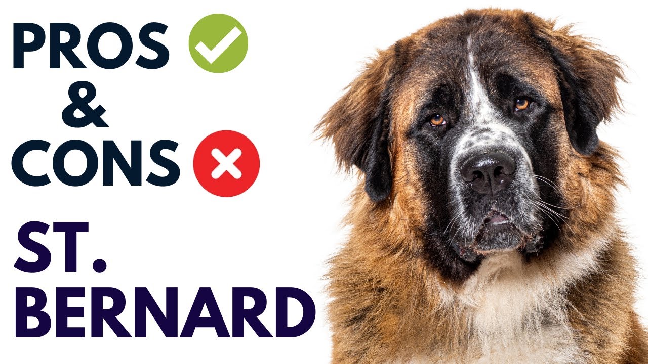Saint Bernard Dog Breed Pros and Cons | St Bernard Dog Advantages and Disadvantages #AnimalPlatoon