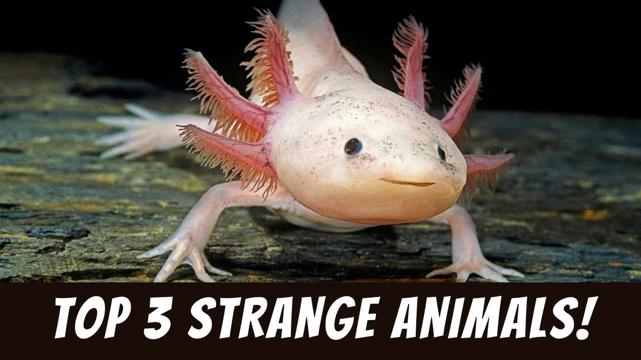 Top 3 Strange Animals and Where to Go to See them