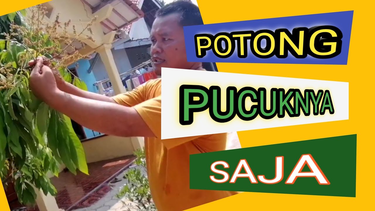 POTONG PUCUK, CARA BARU MEMBUAHKAN KLENGKENG NEW KRISTAL