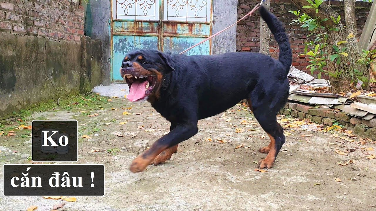 Chó Sủa Dọa Thôi- Không Cắn Đâu! My Dog Barks| Just Barking-Not Biting?!