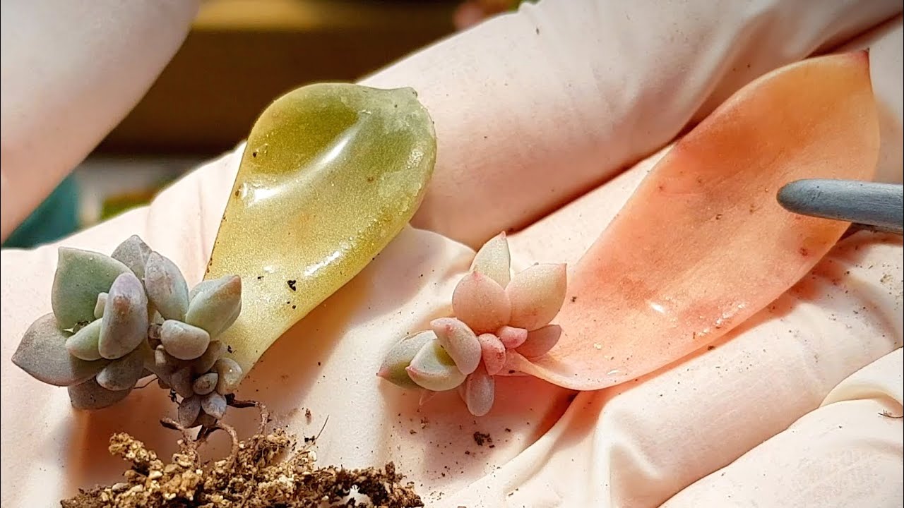(ENG)다육이 번식!! 잎꽂이 비법!! 엄마잎은 어떻게?!! 꼬물이 모듬심기 Propagating Succulents From Leaves (多肉植物)(たにくしょくぶつ)