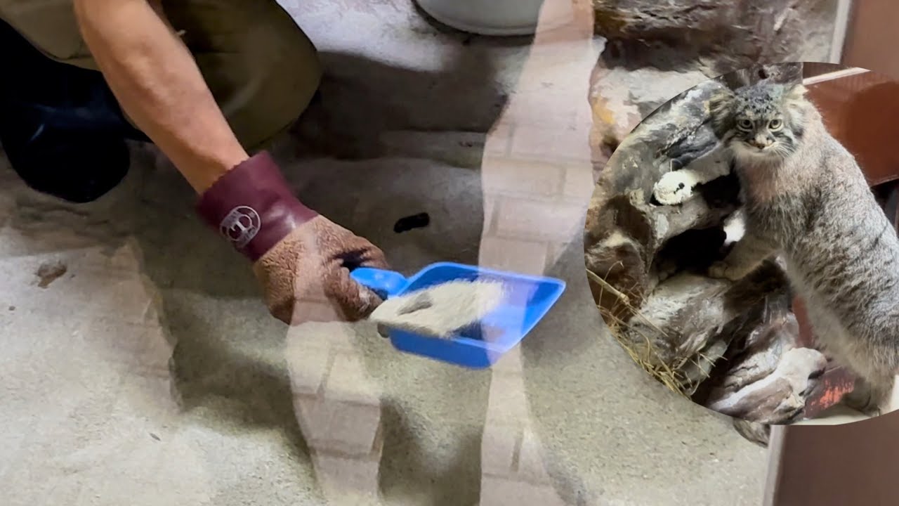 フィーガくん野毛山動物園に行っちゃうの❗️これが最後になるとは😢　11月5日 上野動物園　マヌルネコ