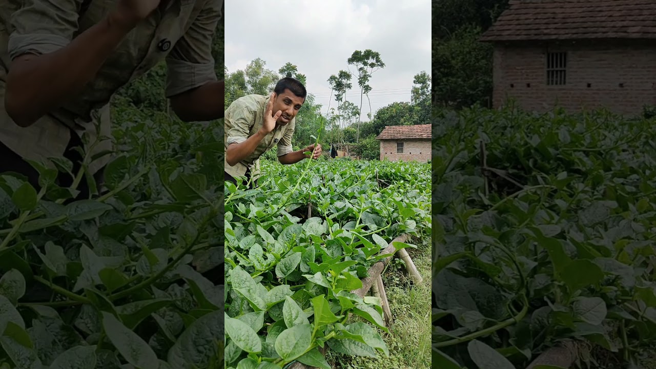 পুইশাকের পাশাপাশি আমরা মেচুড়ি চাষ করতে পারি।।