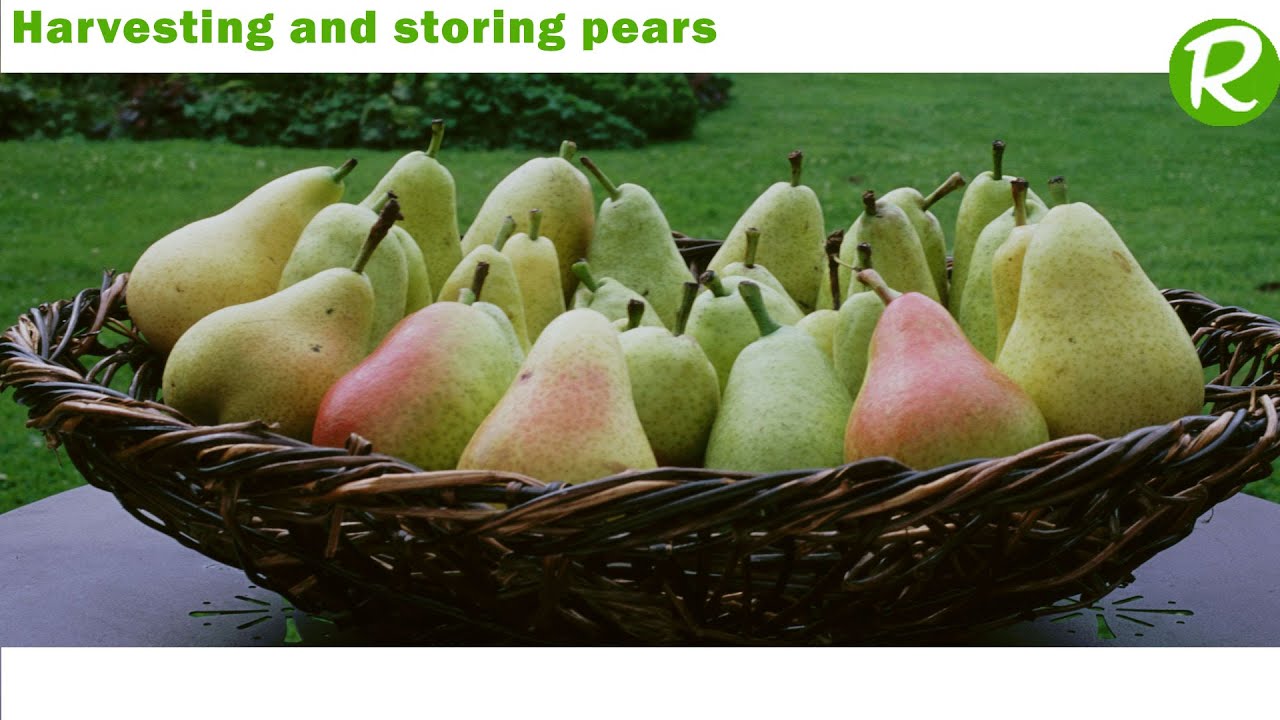 Harvesting and storing pears after picking