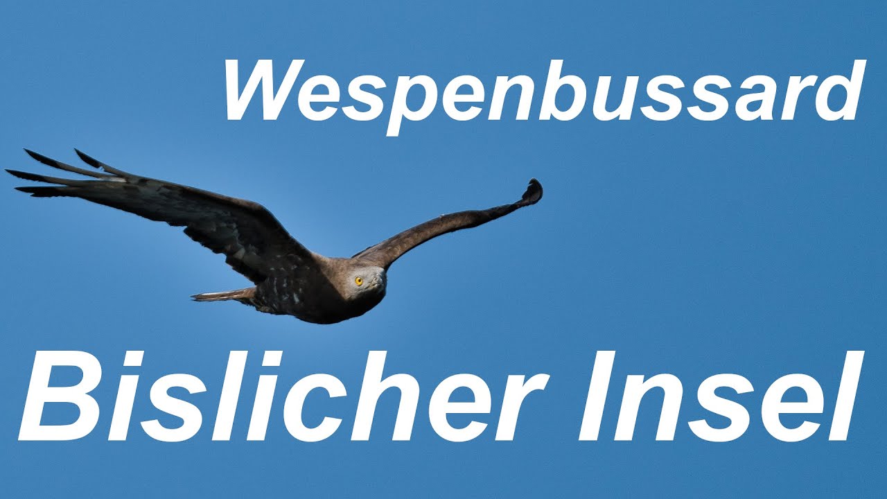 Fotowalk: Bislicher Insel