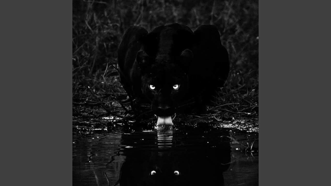 pantera