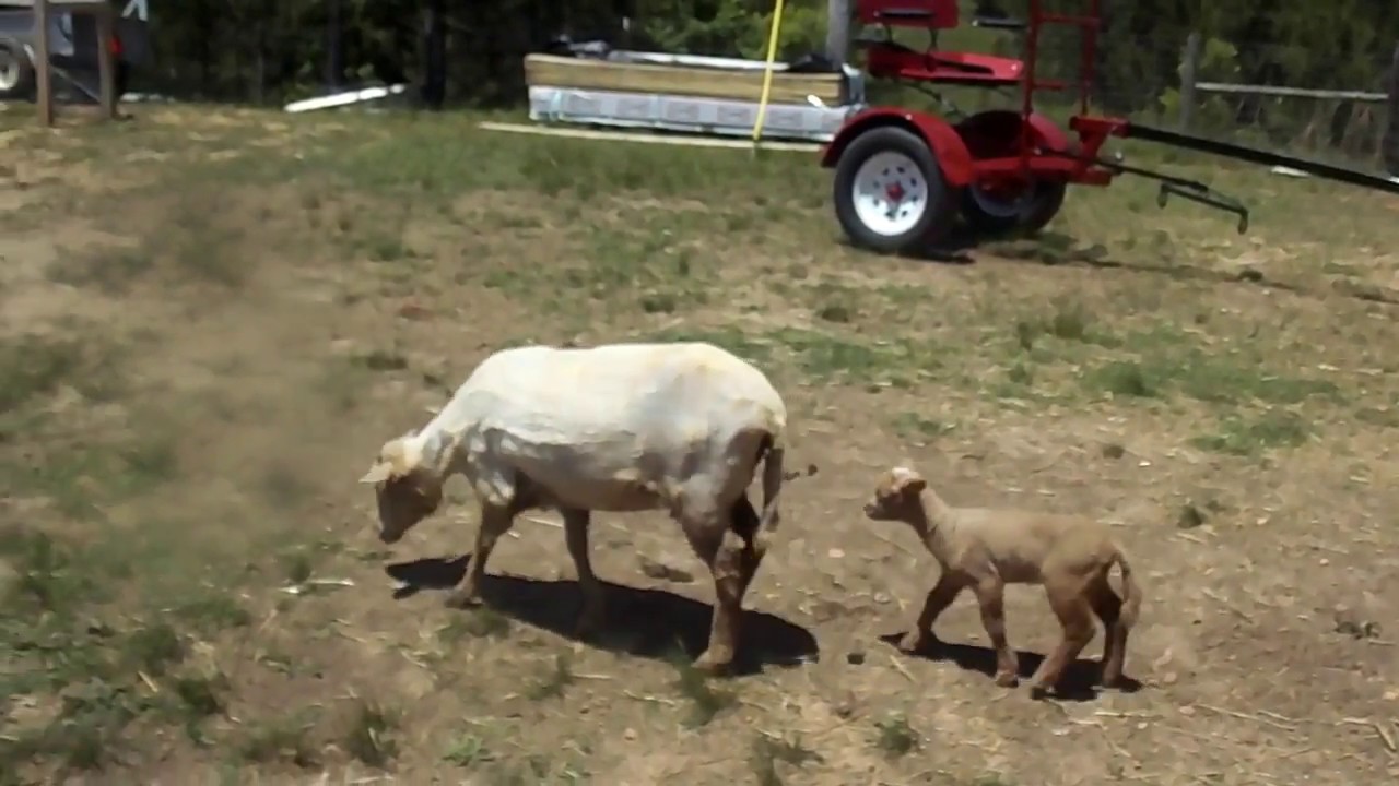 Gulf Coast sheep