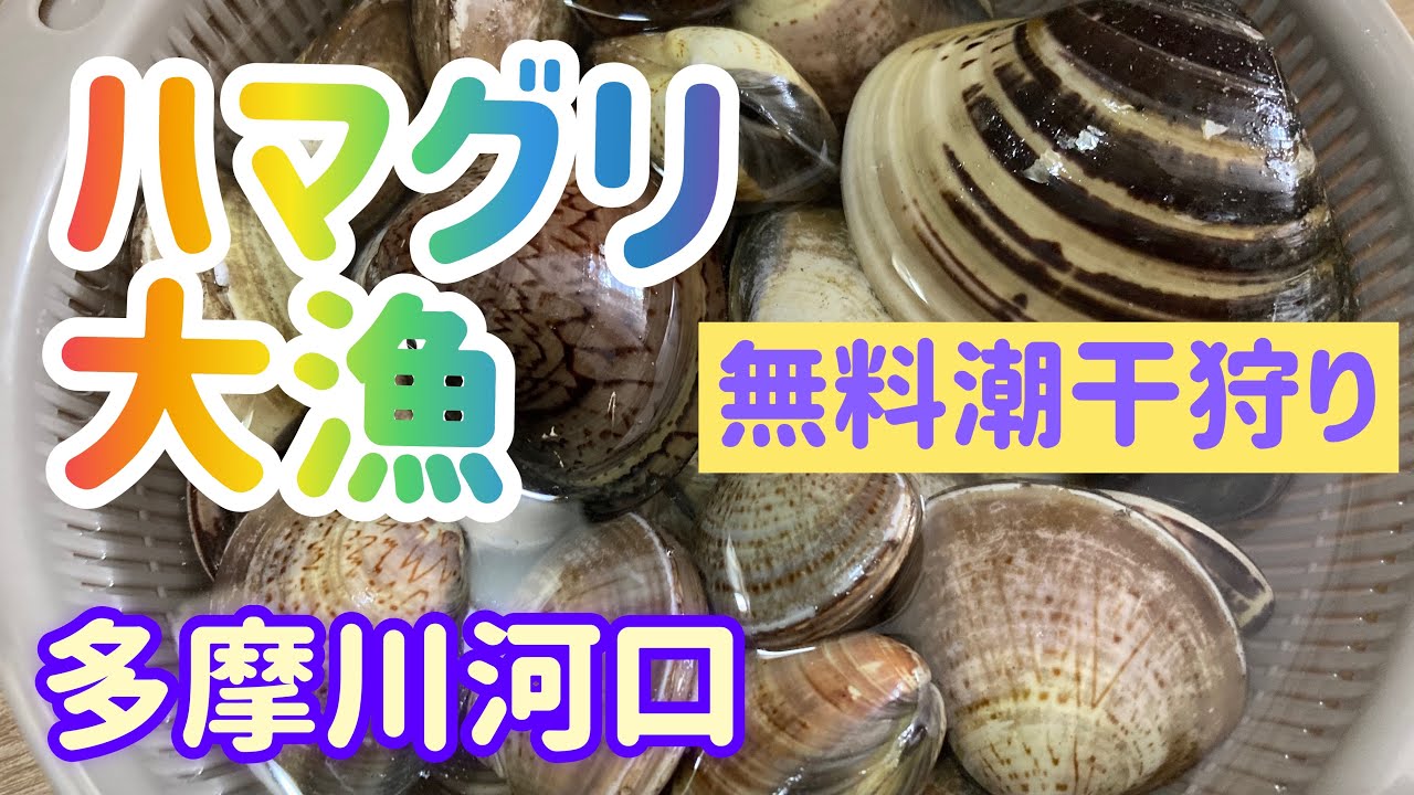 多摩川河口ハマグリ大漁！