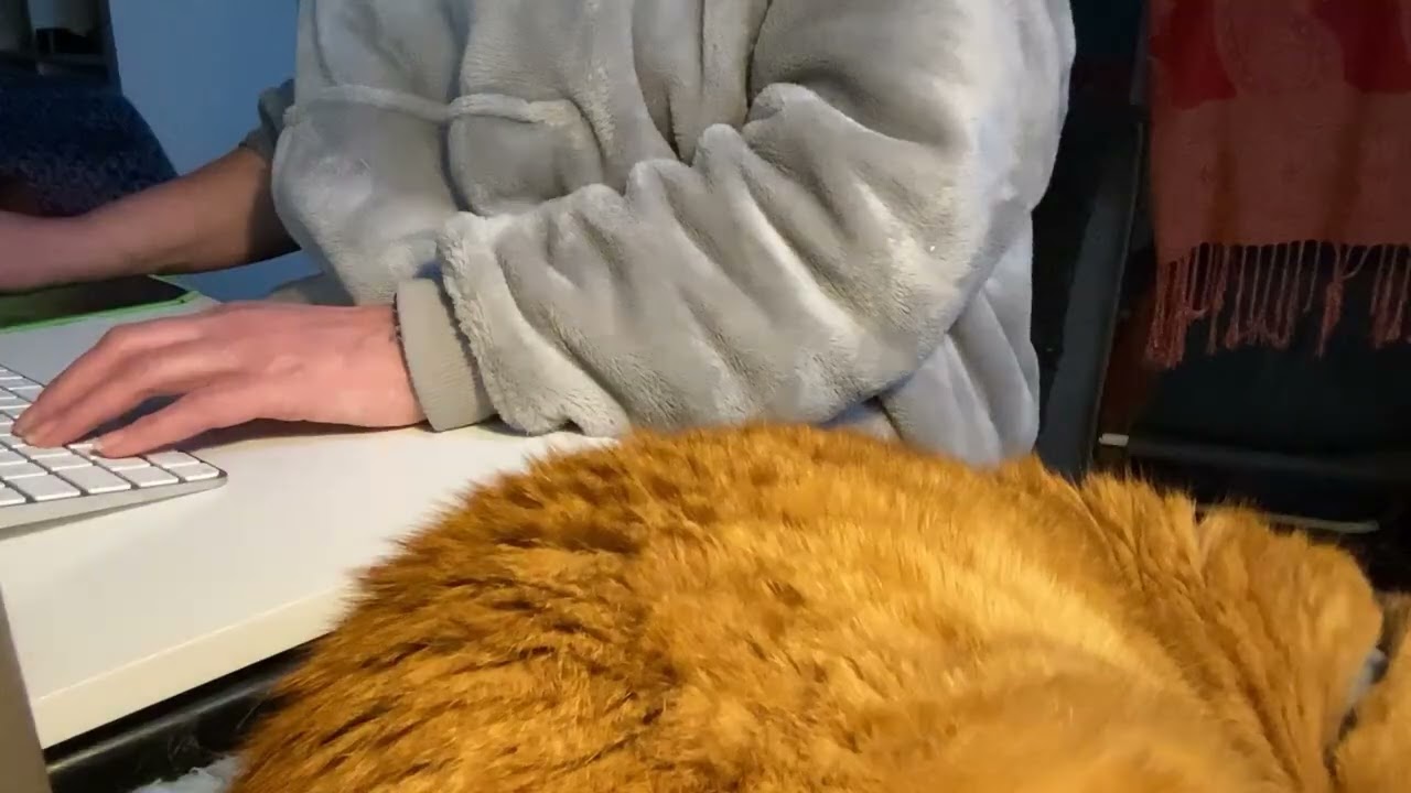 Very real life work with me, chaos and cat