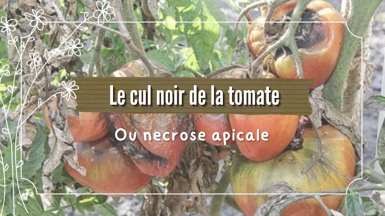 Le cul noir de la tomate ( moyens de luttes)