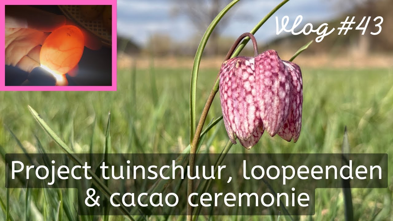 #43 - Project tuinschuur, loopeenden & cacao ceremonie