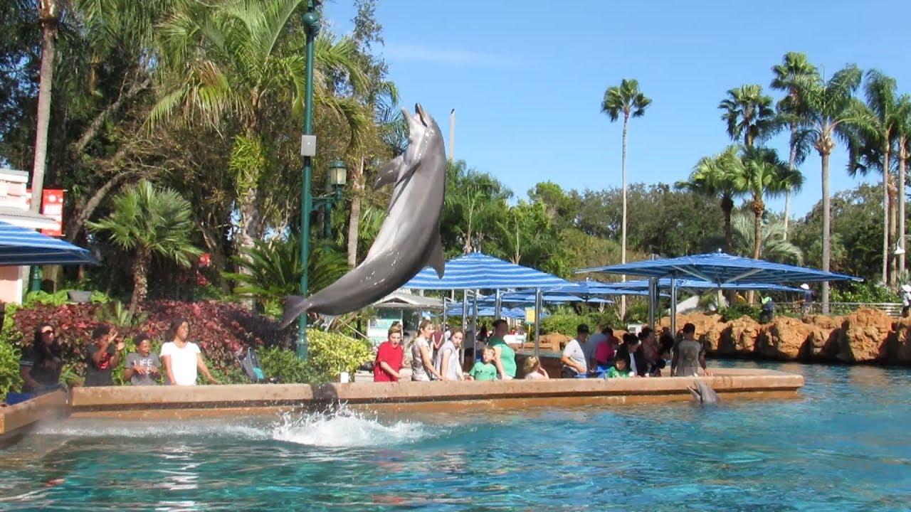 Dolphin Encounter Experience at SeaWorld Orlando (11/24/18)