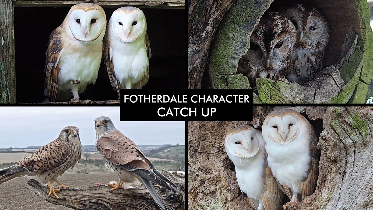 A Guide to Who's Who on the Fotherdale Livestreams🦉🐾🦅 | Discover Wildlife | Robert E Fuller
