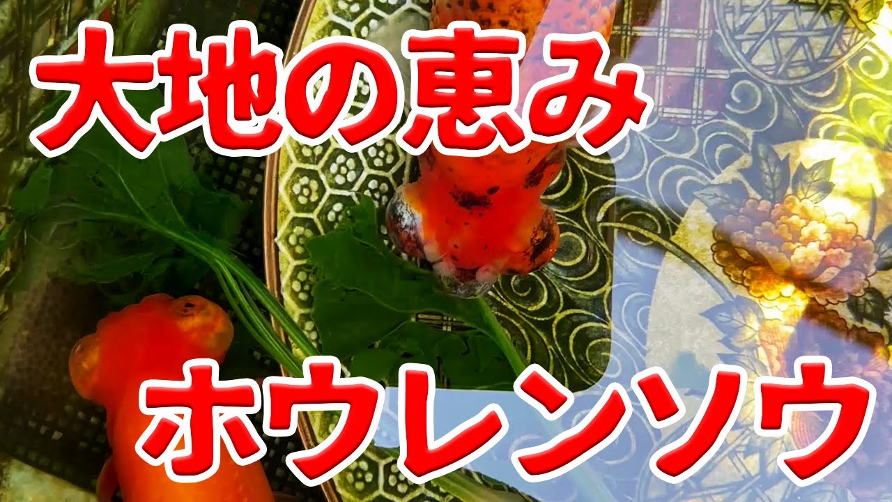 意外と知らない？金魚の栄養補給は自然食品【金魚餌】