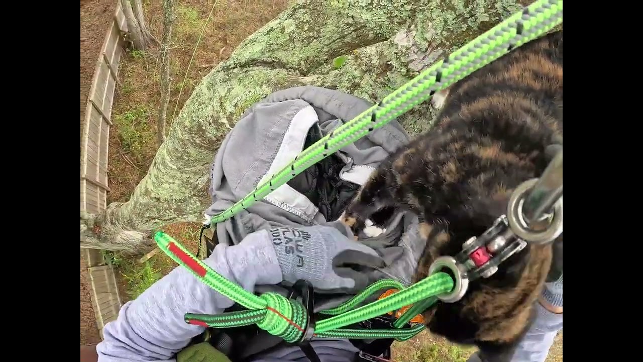 Prada's Second Rescue