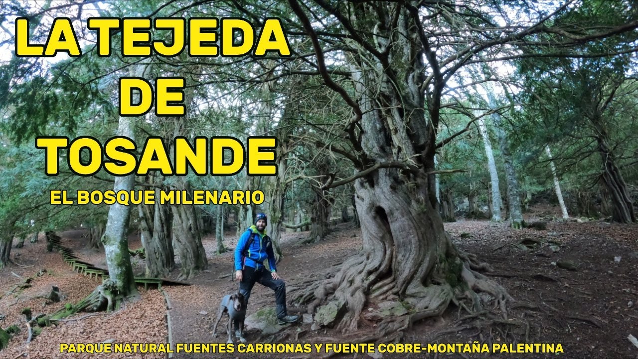 LA TEJEDA DE TOSANDE/ BOSQUE MILENARIO/MONTAÑA PALENTINA/ FUENTES CARRIONAS/ FUENTE COBRE/ 4K