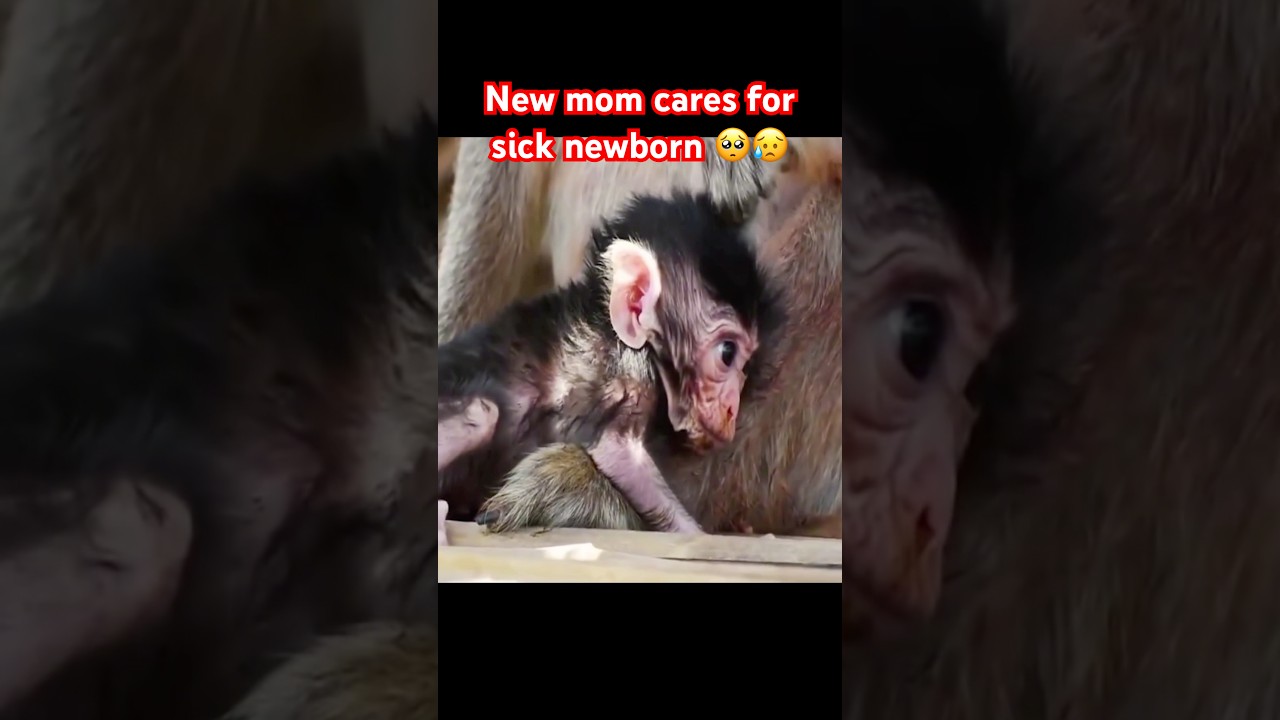 SICK NEWBORN MONKEY 🥺 #monkey #babymonkey #monkeys #monkeybaby #macaque #cutemonkey #monkeys