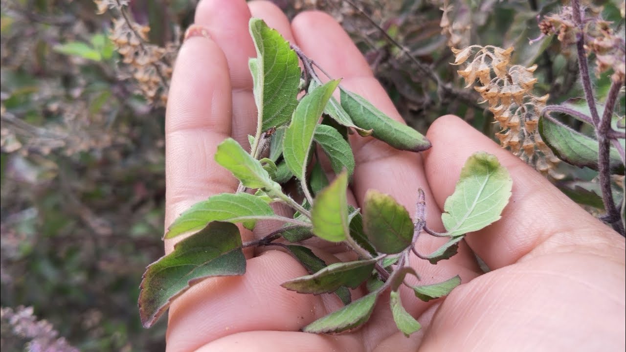तुलसी पौधा के क्या-क्या फायदे और इसकी कैसे देखभाल कैसे करें