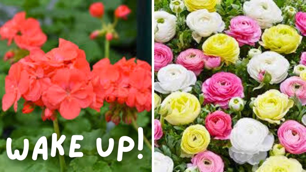 How To Wake Up Bare Root Geraniums and Ranunculus Corms || Budget Gardening