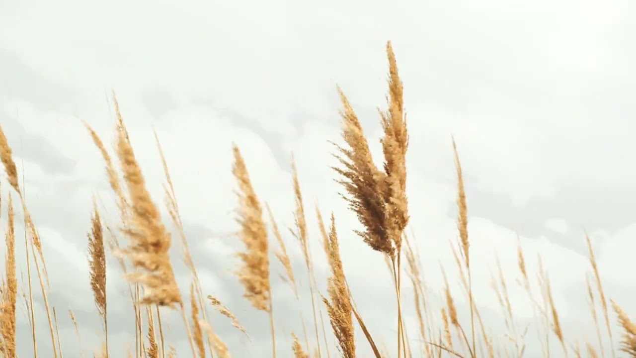 Wind Through Reeds After the Rain | One Place, Some Moments #8 | 4K Nature Video