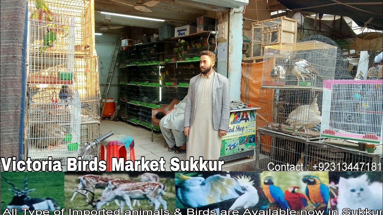 Victoria Birds Market Sukkur || All type of Birds Varieties Available || Lucky Birds Shop Sukkur