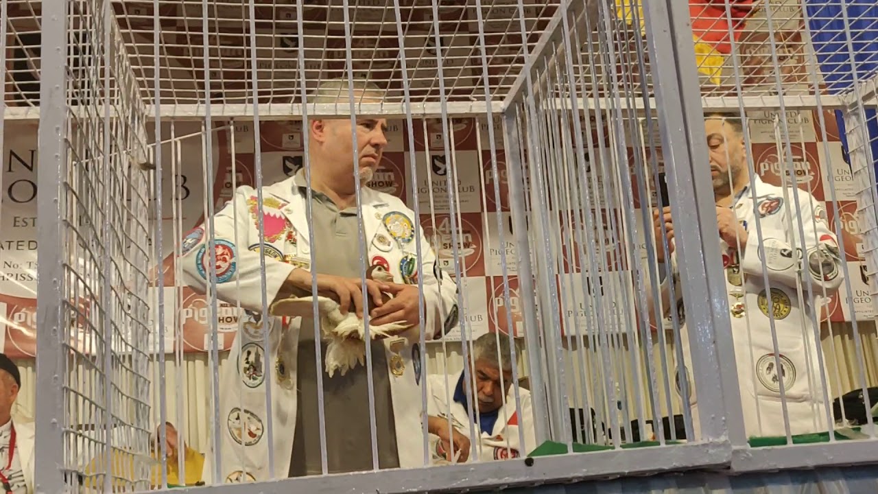 UPC show 2019 India my Lahore pigeons
