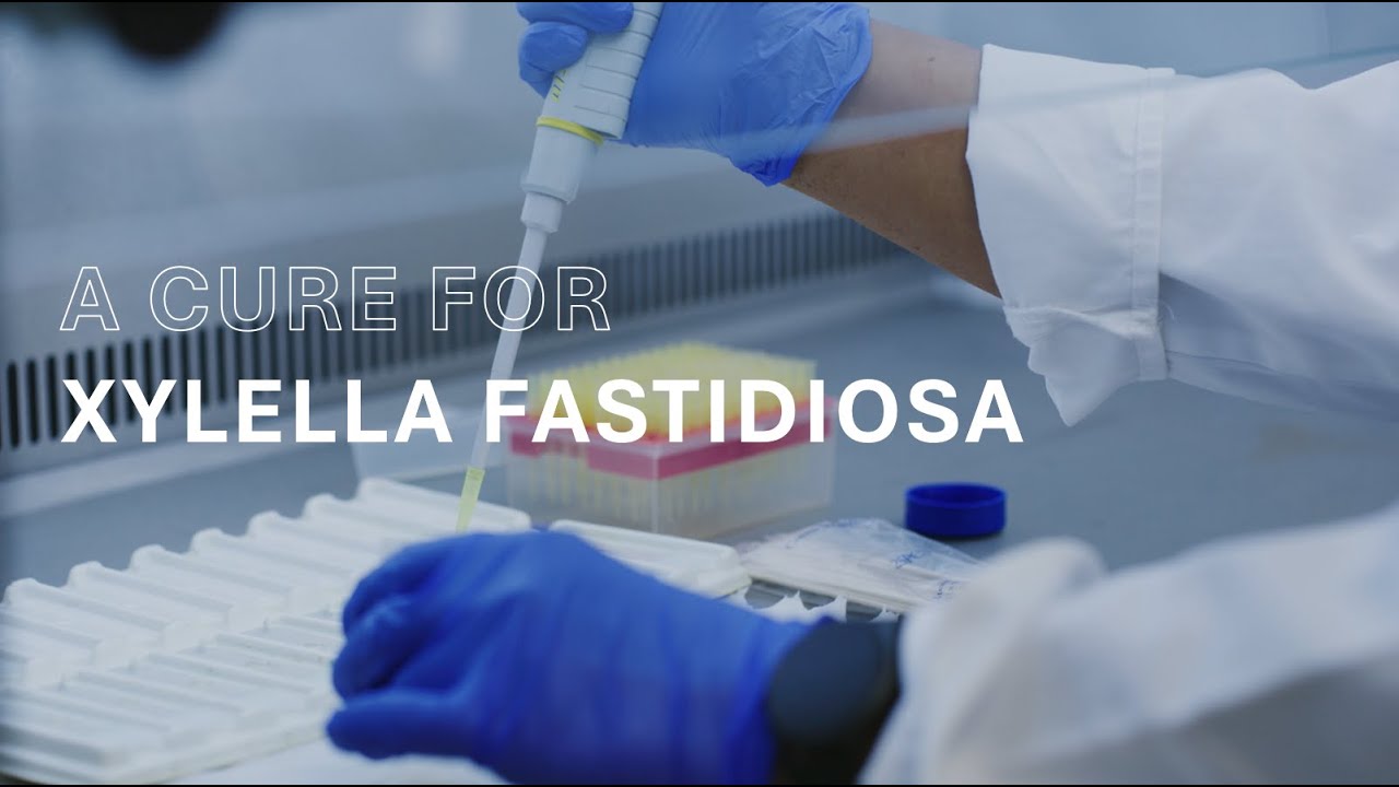 A Cure for Xylella fastidiosa - Auxergen