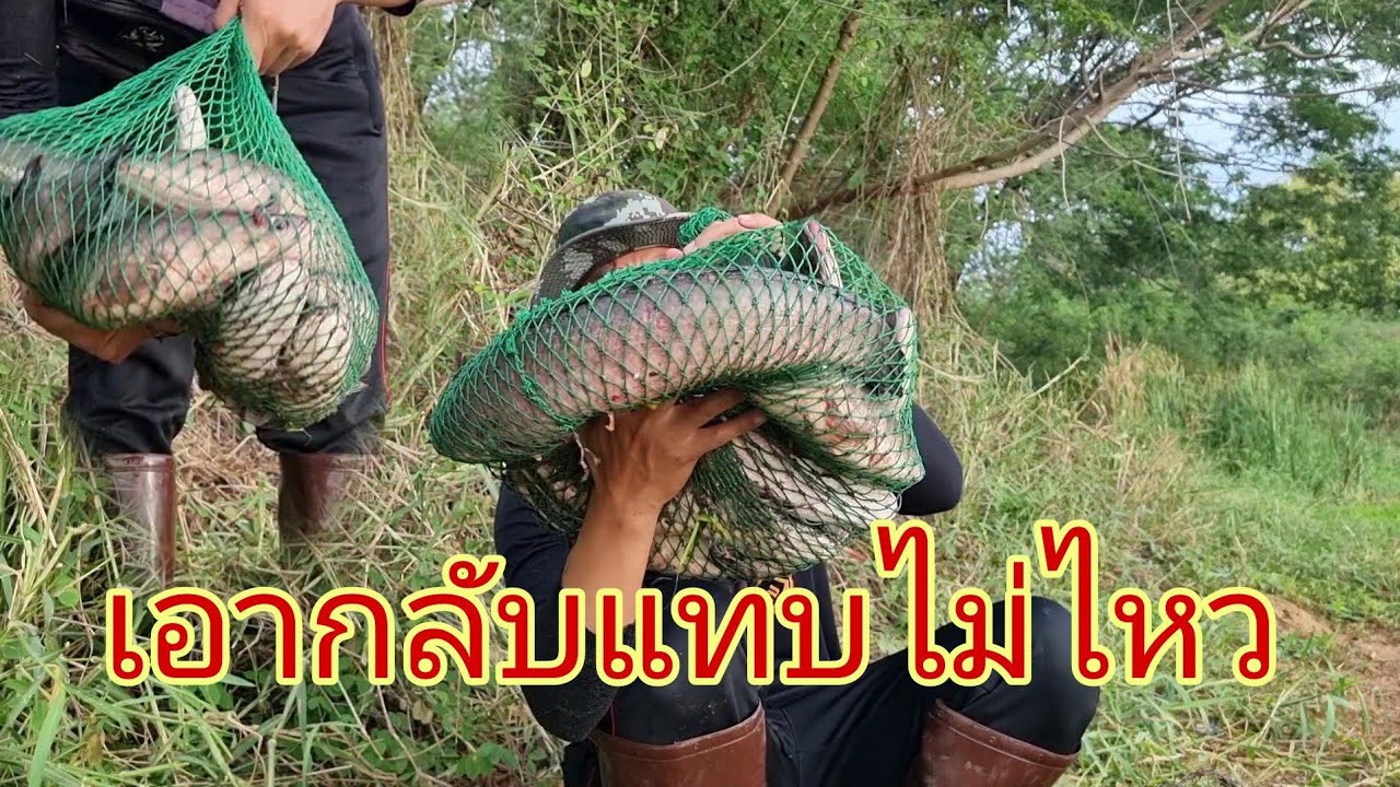 กู้ลอบดักปลาช่อนเอากับแทบไม่ไหวเข้าดีเกินคาดหลังฝนตก