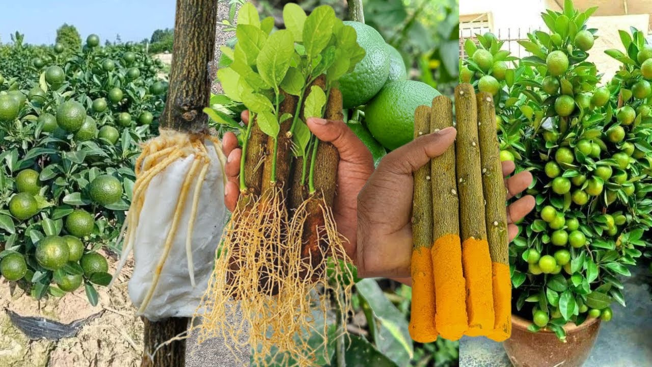 Ya no compres limones, Cosechalos tú mismo con este método de propagación de limón increíble