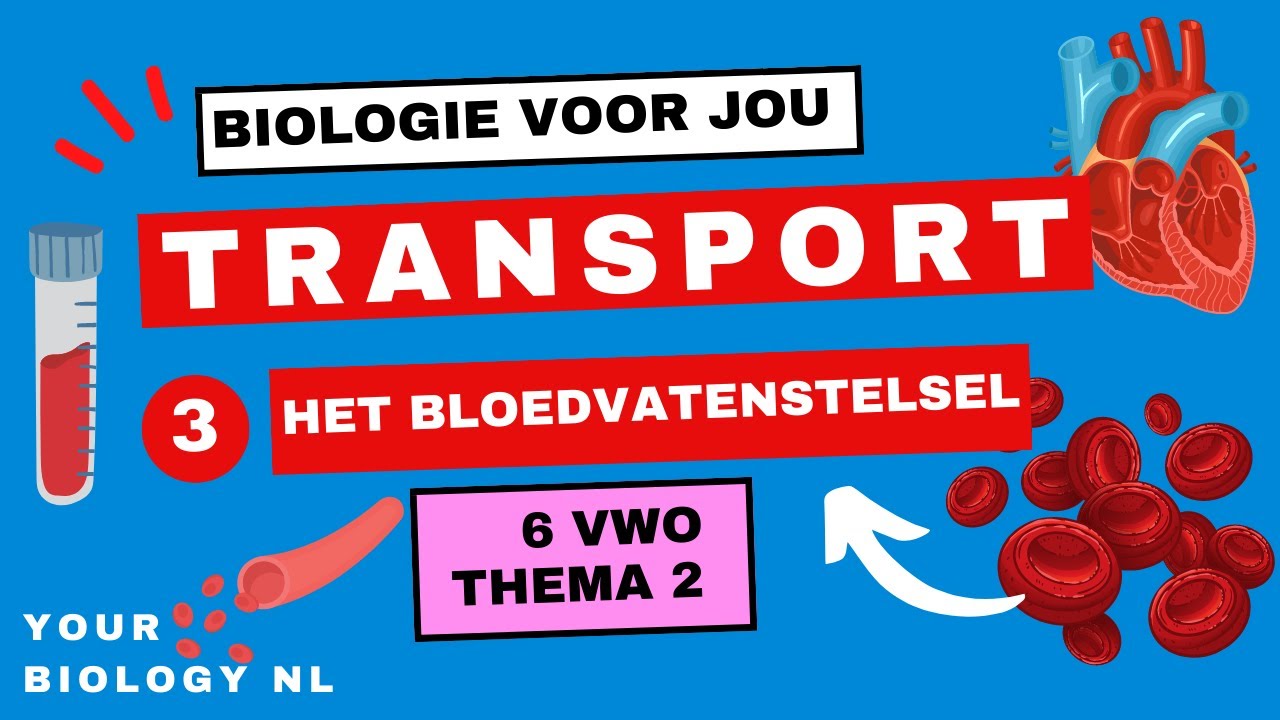 6 vwo | Transport | 3 | Het bloedvatenstelsel